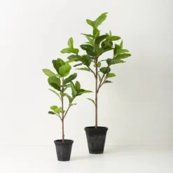 39" Faux Audrey Ficus Tree - Hearth & Hand™ With Magnolia 6 39" Faux Audrey Ficus Tree - Hearth & Hand™ With Magnolia -Hearth & Hand With Magnolia Shop GUEST 6bdb55b7 edab 4ef8 b36c 9477800cad3b